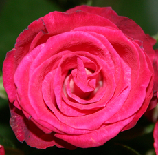 Rose-rotA.jpg